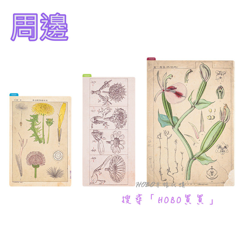 【HOBO買買】墊板 牧野富太郎 2024 A6/A5/Weeks HOBONICHI/HOBO日手帳 代購/預購/現貨