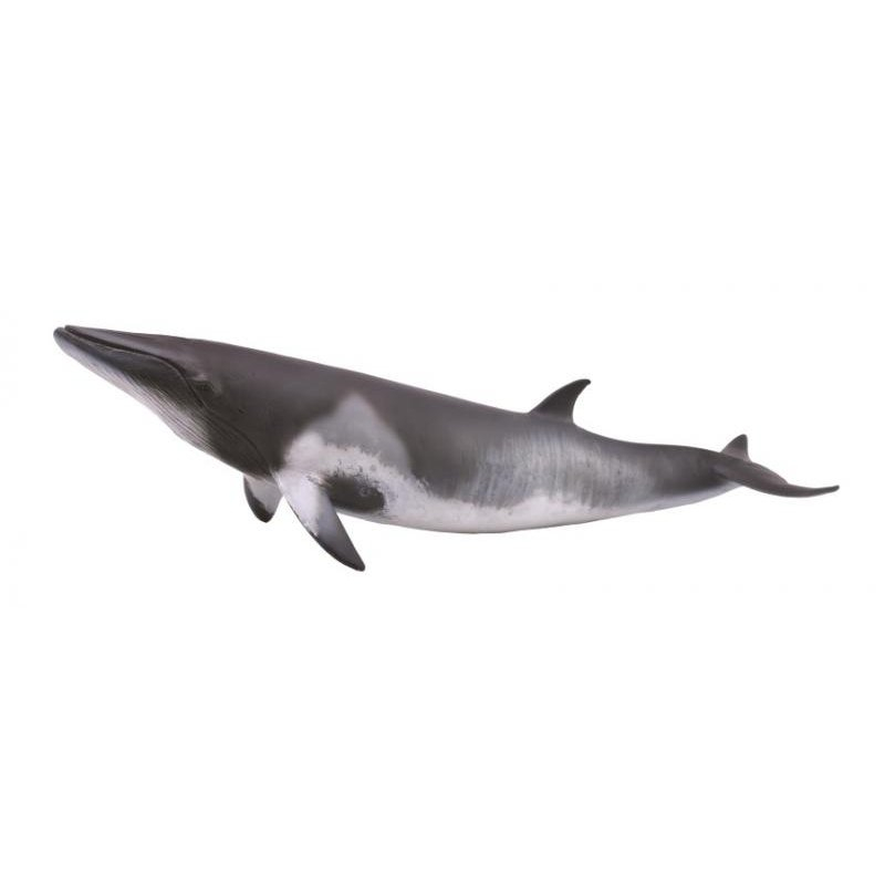 COLLECTA動物模型 -小鬚鯨