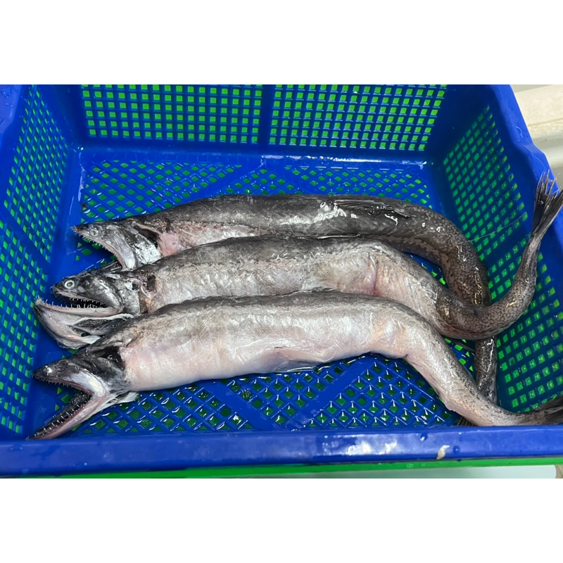 那個魚（船釣現撈黑尾）