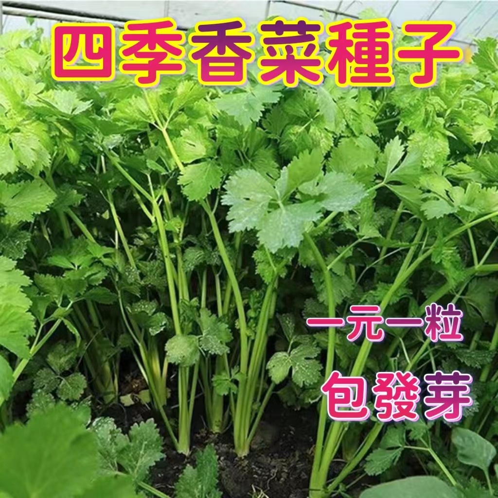 台園［開發票］收據 免運 超低價一元一粒 香菜種子 四季種植蔬菜種子 陽台庭院盆栽種植  芫荽(香菜)種子 超高發芽率高