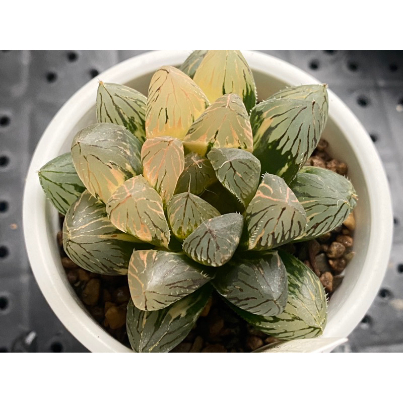 Haworthia  ハオルチア  百合科 一物一拍 ｜胭脂玉露錦N33