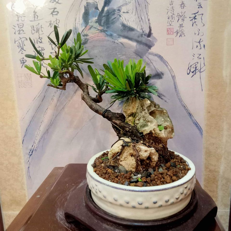 40G-絕美附石10幾年樹齡古釘盆老「蘭嶼羅漢松」盆栽