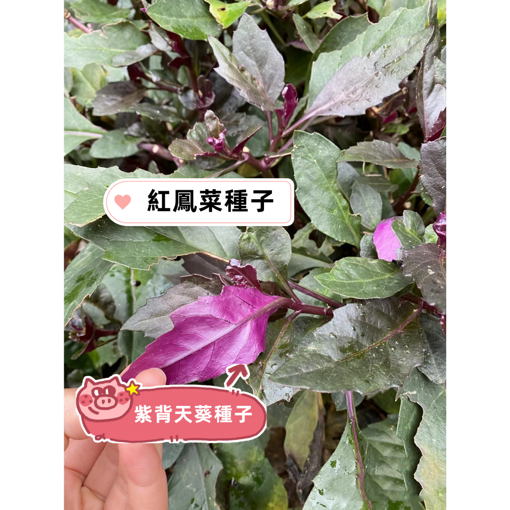 【紅鳳菜種子】Gynura bicolor DC藥食同源天然補血紫背菜種子 紅莧菜種子 紫背天葵血皮菜 蔬菜種子