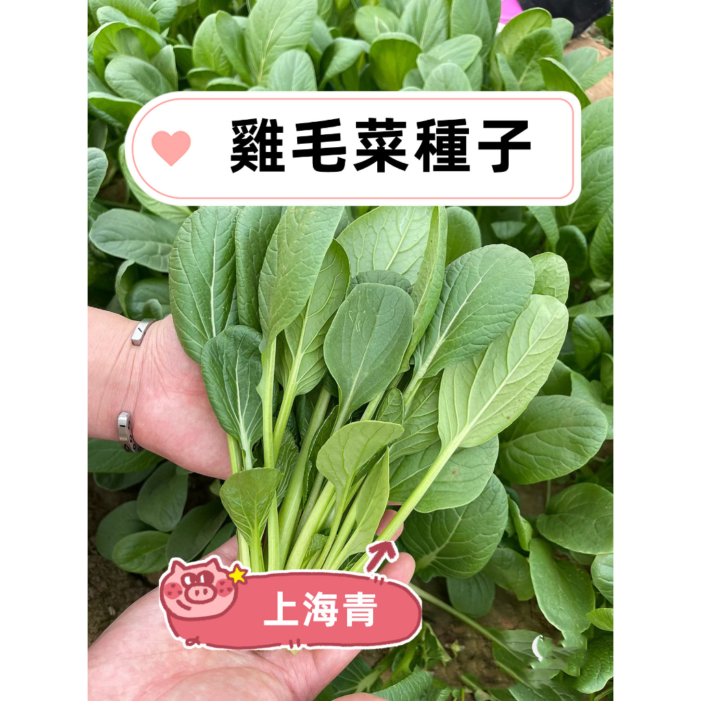 【雞毛菜種子】Brassica rapa L小白菜上海青菜有機小蔬菜籽 全年播種 抗熱耐寒蔬菜種子高產量種子