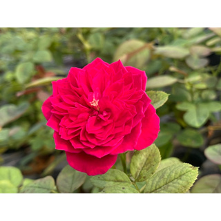 daydream 皇家胭脂玫瑰苗 3.5吋 一等介質