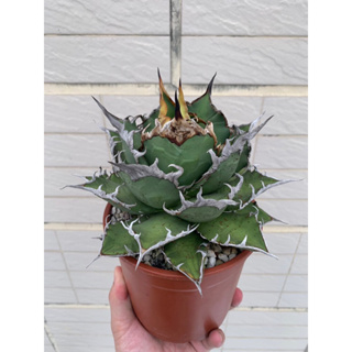 凱薩嚴龍Agave titanota