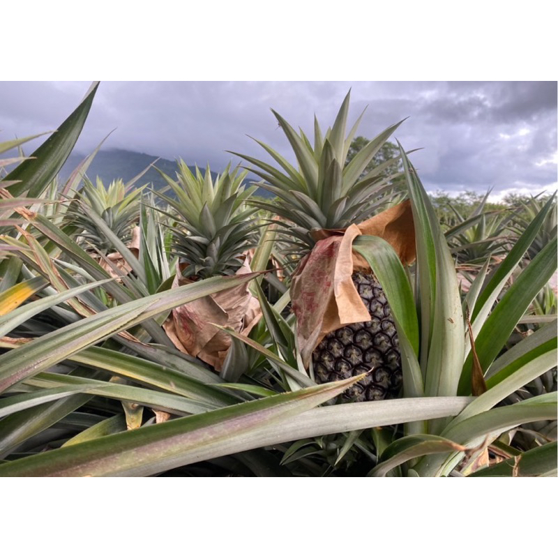 🔥最後採收🔥🍍牛奶鳳梨🍍屏東金鑽鳳梨🍍數量有限