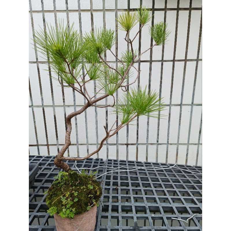 五葉松小品盆栽的價格推薦- 2026年1月| 比價比個夠BigGo