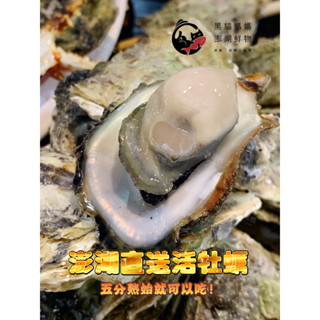 【🐈‍⬛黑貓媽媽】澎湖極品帶殼活牡蠣🦪保證活體出貨✨澎湖牡蠣 產地直送 活體 中秋烤肉 蚵仔 生蠔