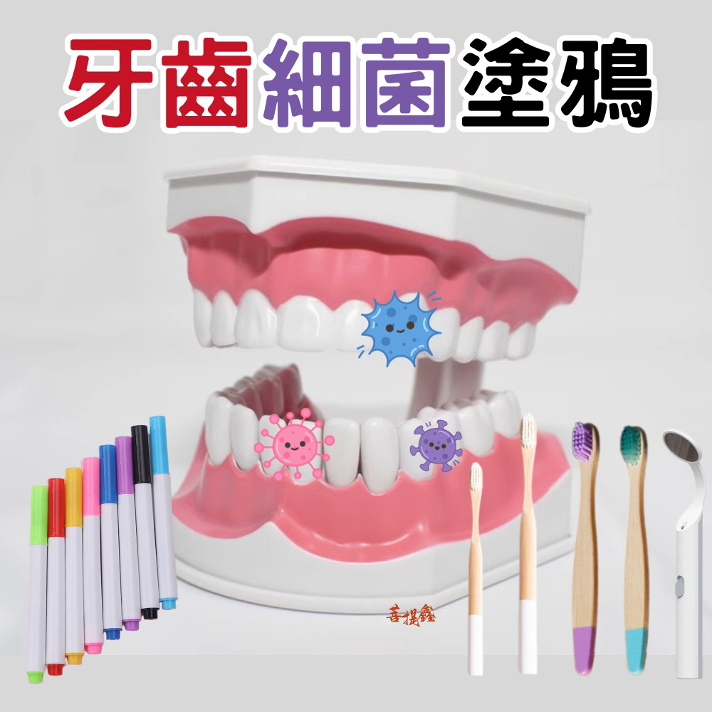 台灣現貨 牙齒細菌塗鴉 牙齒模型 假牙 刷牙教具 蒙特梭利教具 蒙式教具 兒童教具 牙線 牙刷 牙膏 牙刷 保母術科