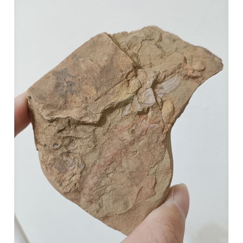 [程石] 中國澄江  未定種的大奇蝦爪化石