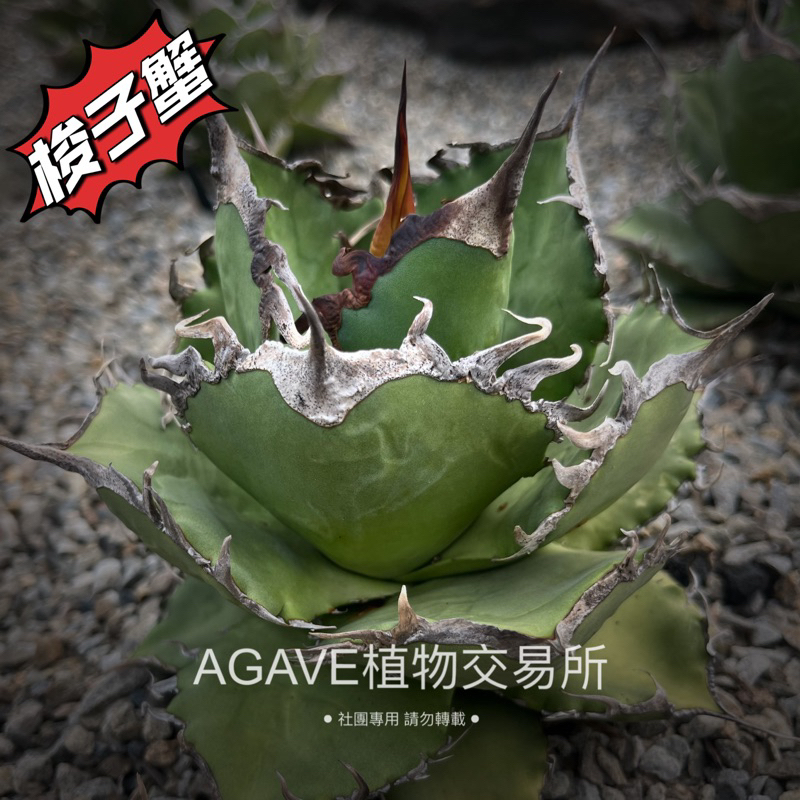 梭子蟹 (販售側芽) 非TC組織苗 龍舌蘭 AGAVE