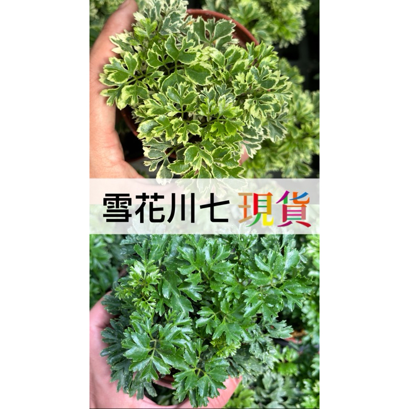 雪花川七  芹葉 白珍珠 金葉 羽裂 富貴樹 福祿桐 室內戶外 盆栽小品 簡單好種﹝珍奇植物 CarnivoRUs﹞