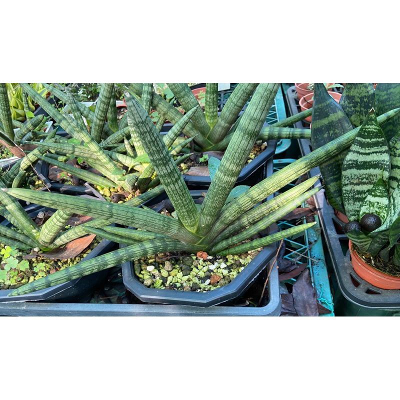 佛手 虎尾蘭📌裸根出貨 📌 6.5寸角盆 龍舌蘭科 棒狀葉 多肉植物 觀葉植物 綠化 美化 觀賞植物