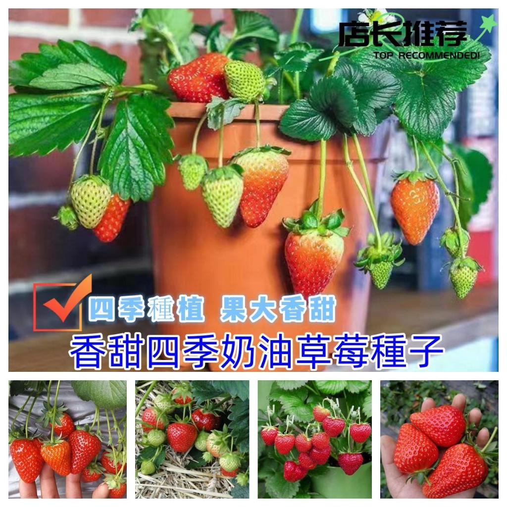 香甜四季草莓種子四季播奶油草莓高產高甜陽臺盆栽農家水果種籽孑