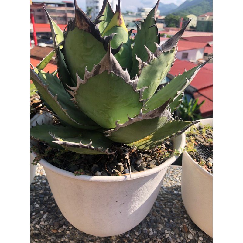 龍舌蘭 agave 黑火焰嚴龍