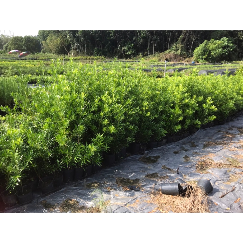 綠藝苗圃農產 產地直銷 批發 觀賞植物 羅漢松 高約60-80cm 4吋盆出貨