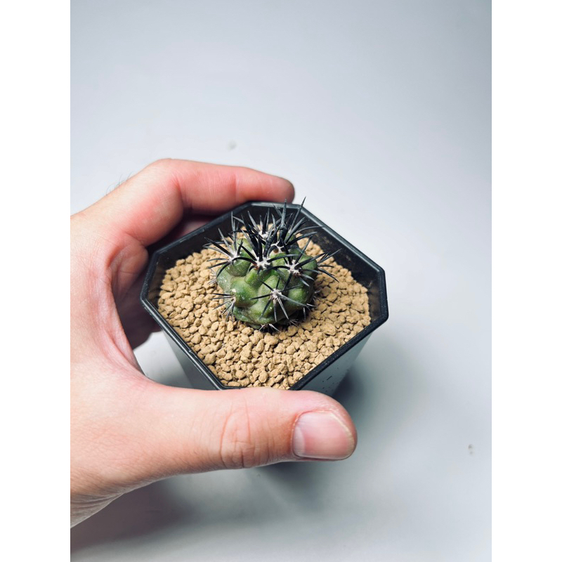 珍稀 杜拉丸｜Copiapoa dura｜仙人掌｜奇花玉樹