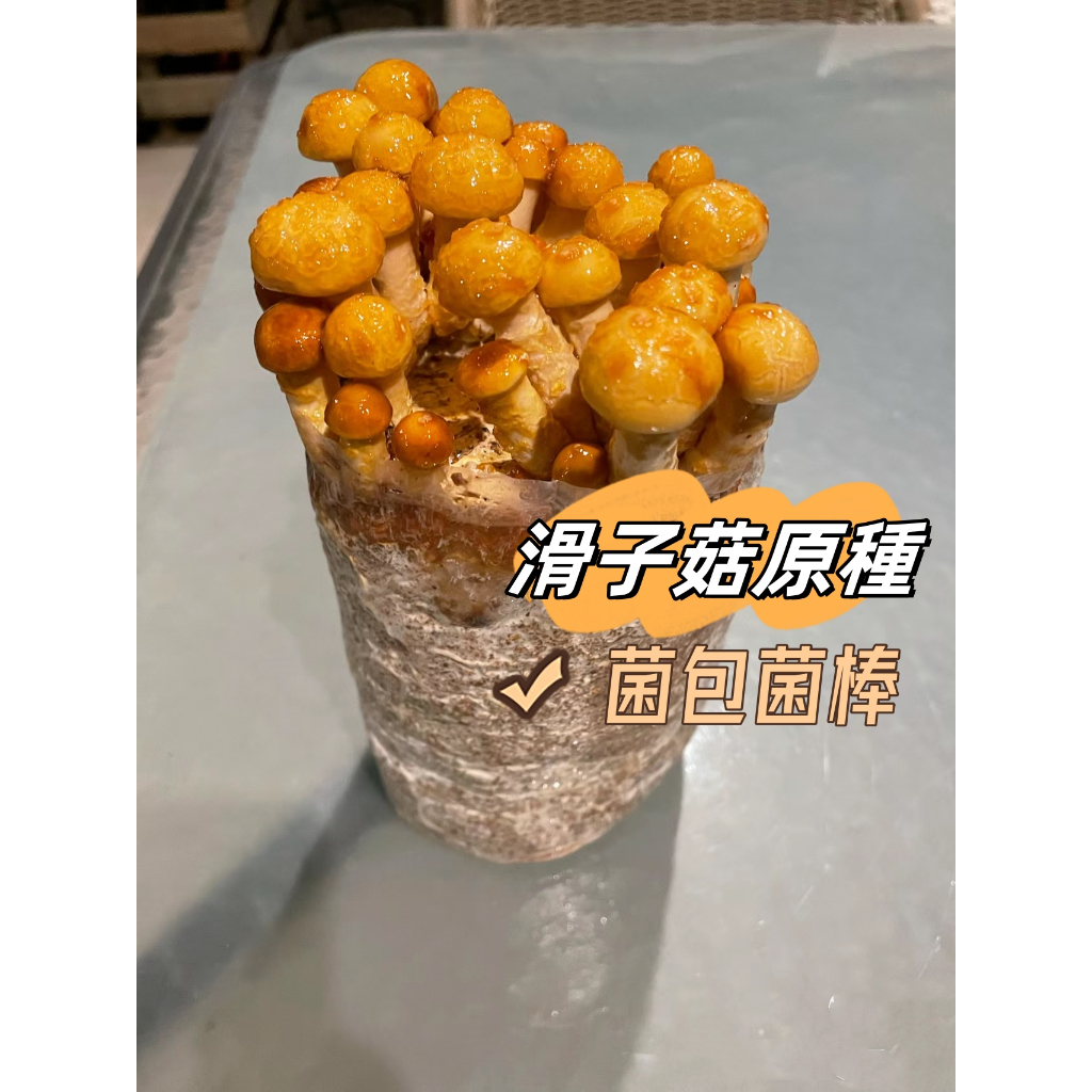 【原種菌包】爆款滑子菇Pholiota nameko滑菇原種菌棒盆栽食用菌蘑菇菌種家種菌絲高產