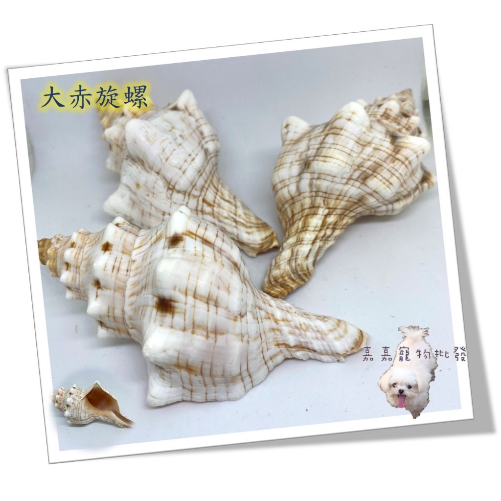 【嘉嘉寵物】💯天然貝殼💯 大赤旋螺 🦀️ 水族造景、裝飾飾品