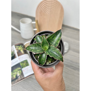 【裸根出貨🌿】Sansevieria 'Cleopatra' 埃及豔後虎尾蘭