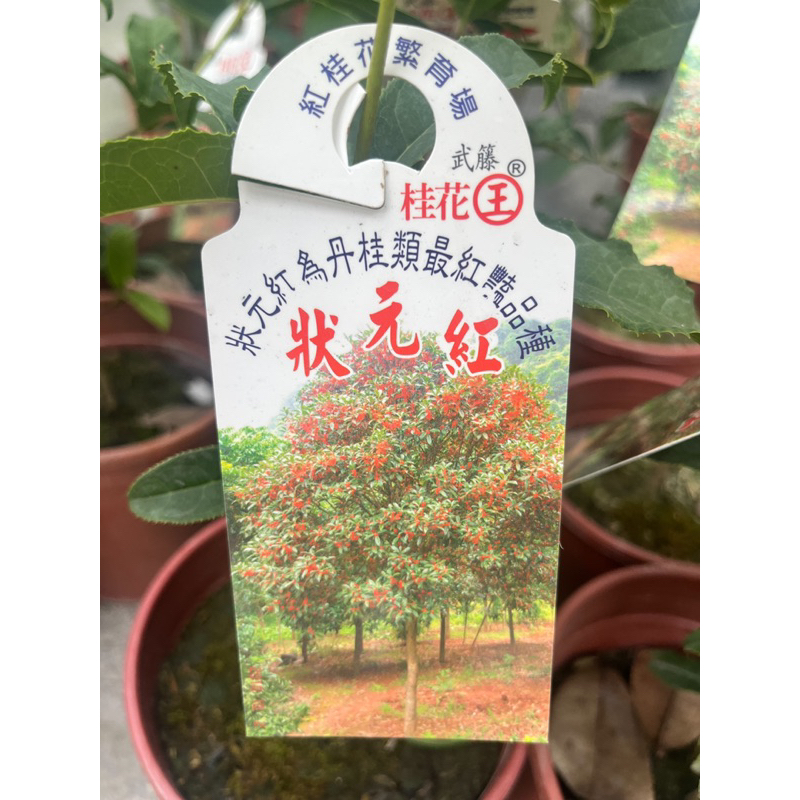 方方園藝 狀元紅桂花最新品種桂花5吋盆特價200元