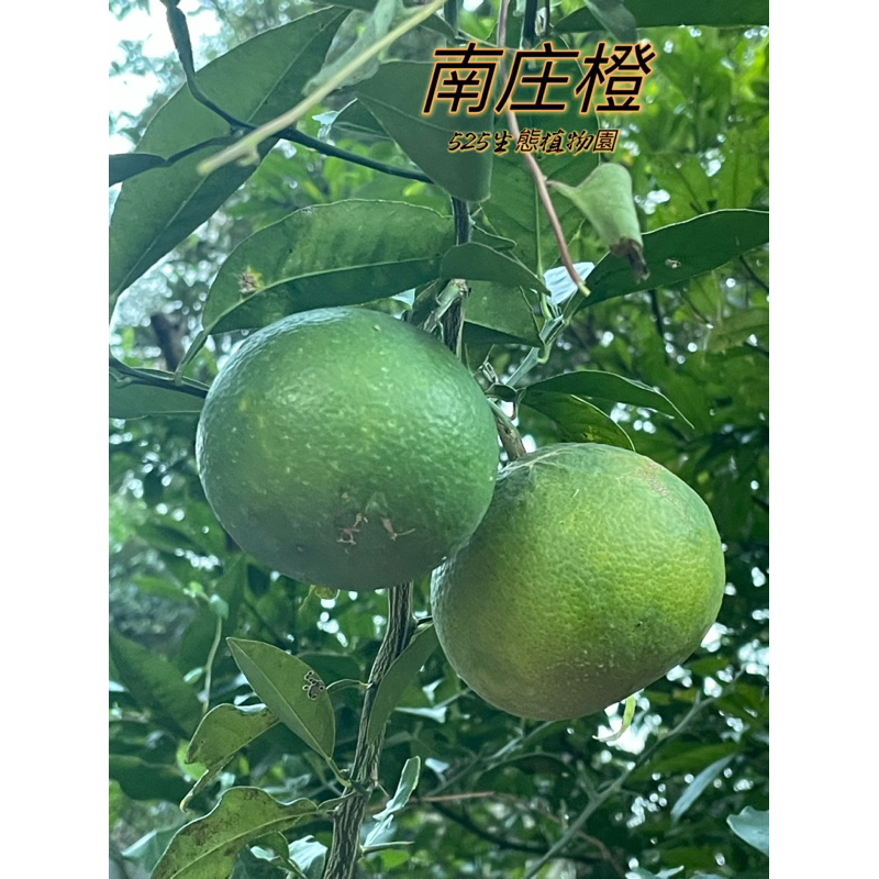 『525生態植物園』南庄橙（南庄柑，酸柑）原生植物，特有種，果實可加工食用