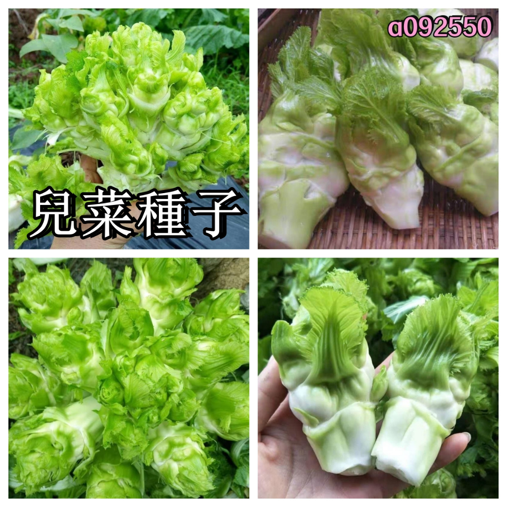 兒菜種子 蔬菜種子 兒菜種子 四季播種 娃娃菜抱子芥菜四季蔬菜 超低價