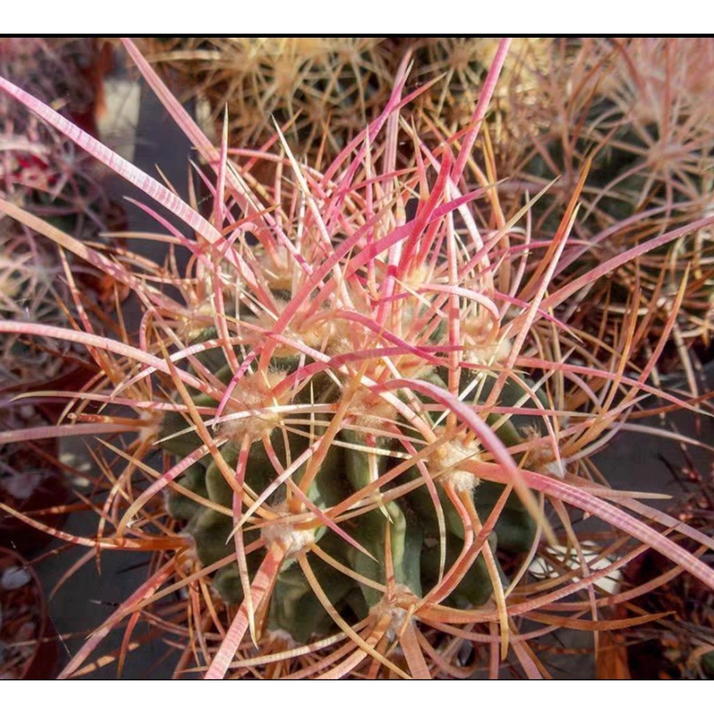 【塊根英雄】龍女冠種子/Echinocactus xeranthemoides/ 仙人掌科金琥屬