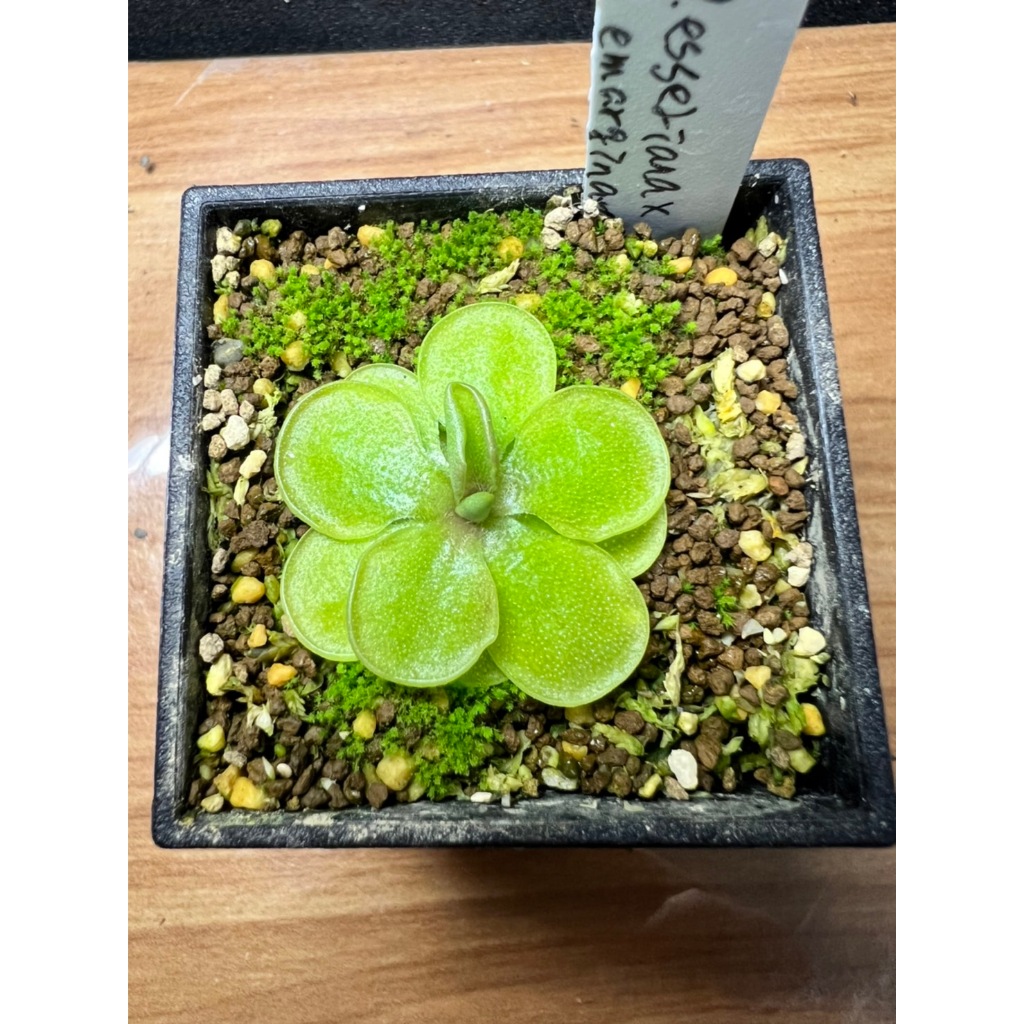 《悠栽小植》-食蟲植物-Pinguicula esseriana x emarginata-愛絲X凹瓣捕蟲堇