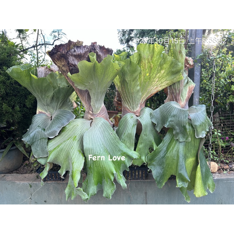 『 Fern➰蕨戀➰Love 』「P. Elemaria 」白毛三角象 側芽 象耳鹿角蕨 園藝裝飾 綠化 店面造景