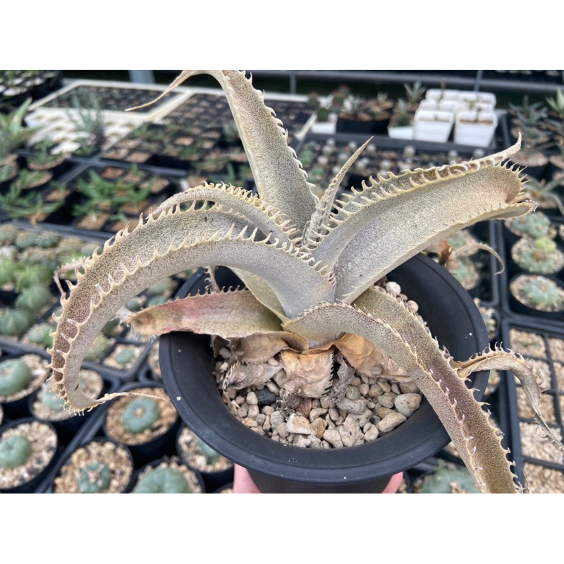 沙漠鳳梨 dyckia marnier-lapostollei 銀龍沙鳳 / 4吋 /奧莉諾多肉園