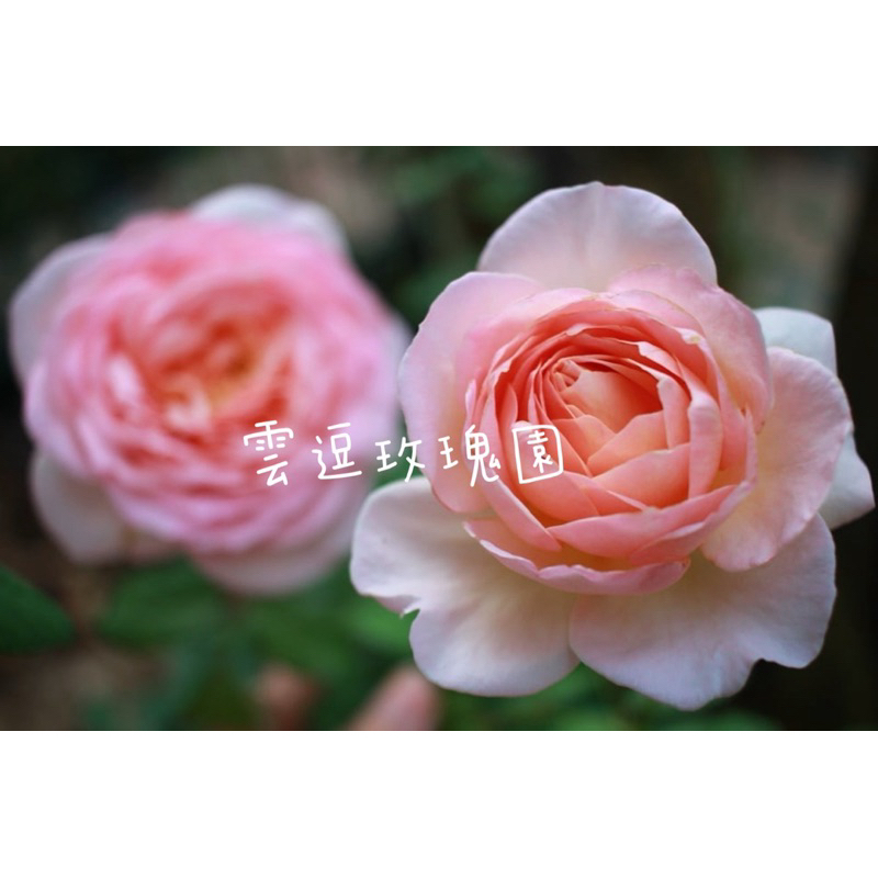 玫瑰花🌹小型藤本蔓性粉玫瑰.粉黛玫瑰花🌹（不是田土不必洗根換土）使用玫瑰專用土.月季玫瑰花