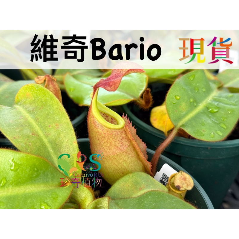 維奇 豬籠草 N. veitchii bario 實生 食蟲植物 吃蟲 捕蟲﹝珍奇植物 CarnivoRUs﹞