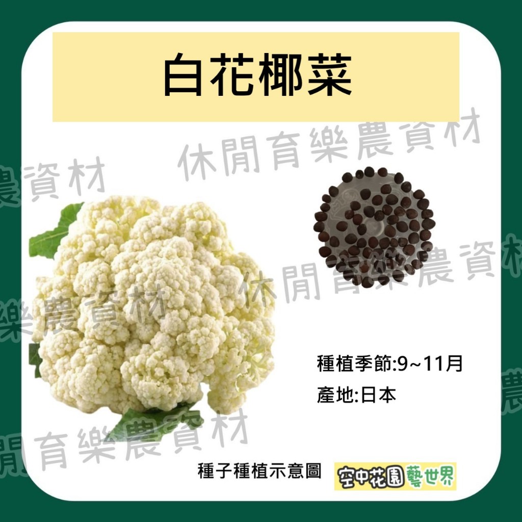 【台灣出貨 電子發票】白花椰菜種子0.2g(約50顆) 菜籽 花椰菜 種田 種子 空中花園藝世界