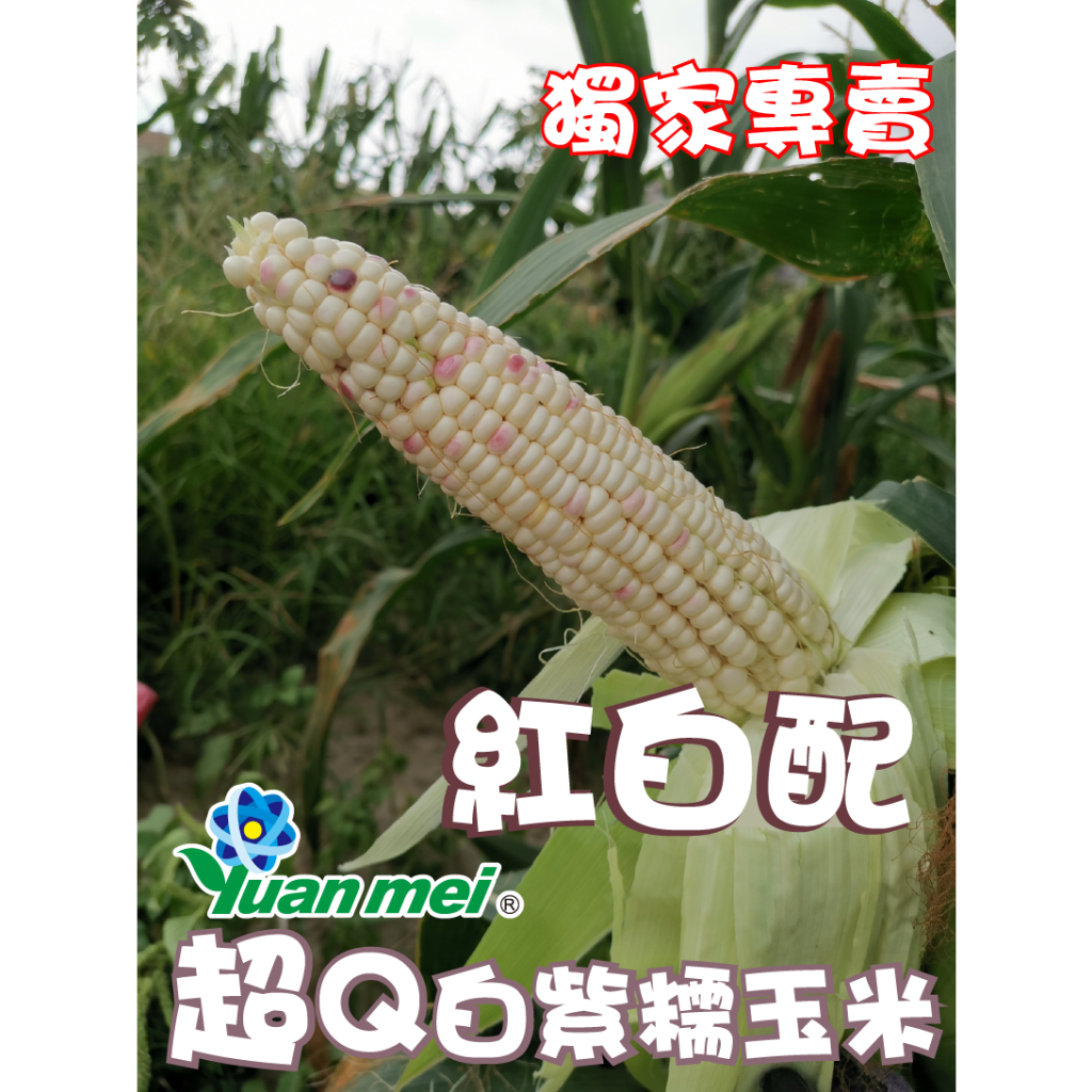 【沅渼獨家專賣✨超甜Q雙色玉米種子✨快速出貨📢】 蔬菜種子 超Q糯玉米  紫白玉米 玉米種子