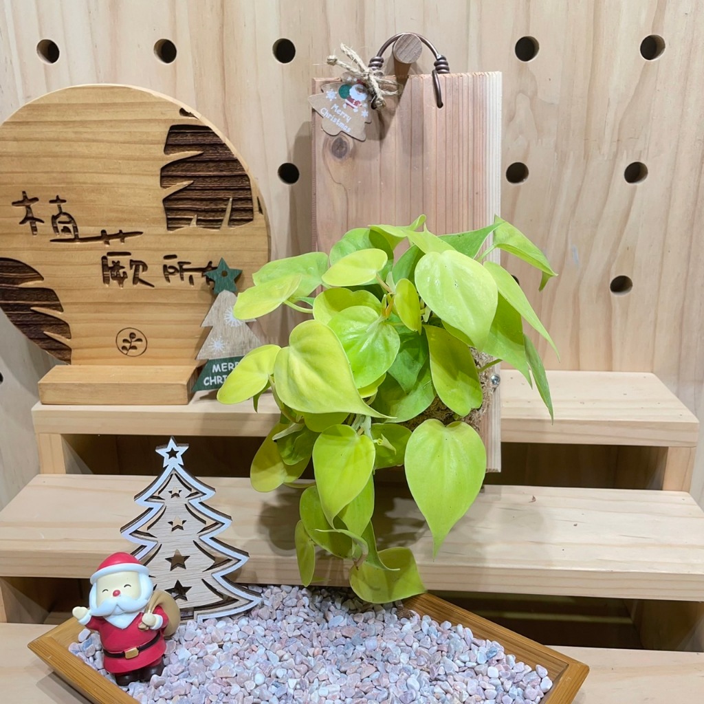 🪴植蕨所在🪴 陽光心葉蔓綠絨 上板植物 水苔植物上板 觀葉植物 牆面裝飾 室內植物