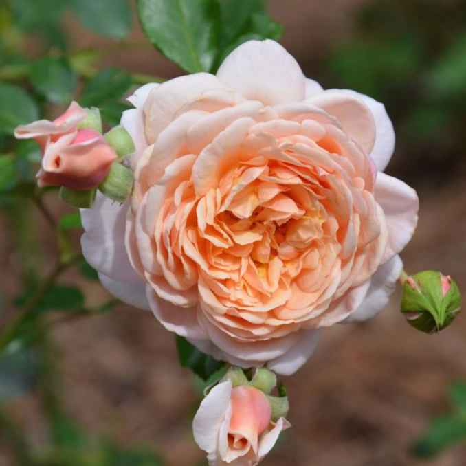  伊莉莎白史都華 Elizabeth Stuart６吋盆 食用玫瑰 玫瑰苗 月季 花苗