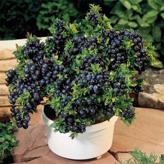 【藍莓種子】 四季可種 藍莓種子 庭院陽台盆栽種植 超低價 超高發芽率