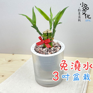 【小品文化】開運竹【現貨】3吋條紋圓免澆水盆栽 懶人盆栽 觀葉植物 室內植物 自動吸水 創意花盆 居家辦公盆花