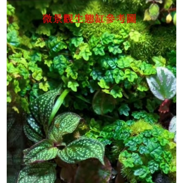 楓葉薜荔 霹靂 迷你薜荔 生態缸微景觀素材植物