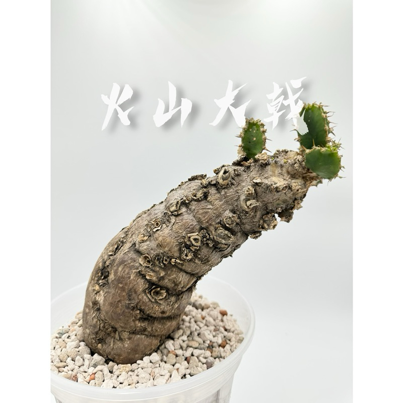 寅福塊根 火山大戟 Euphorbia mlanjeana 原產株 已發根 一物一拍 可批發