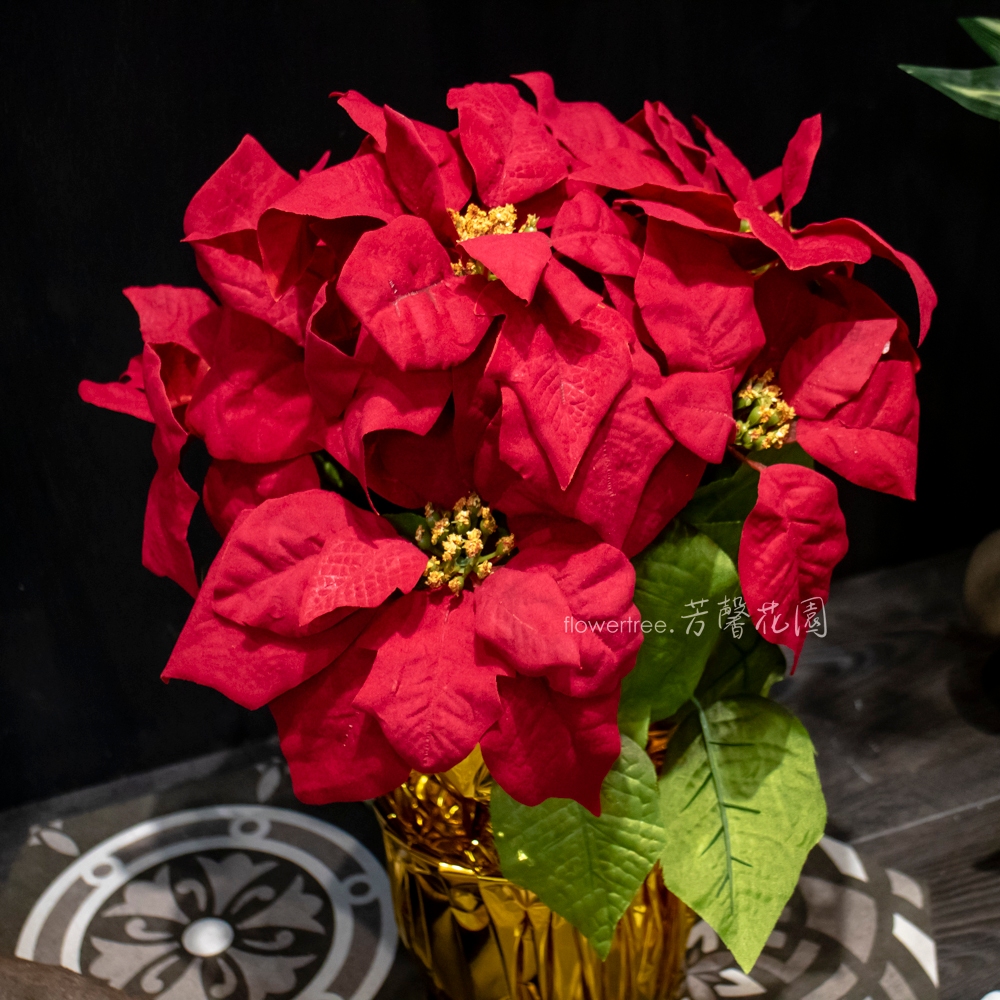 芳馨花園 人造7花絨布聖誕紅盆栽 22盆 專屬賣場