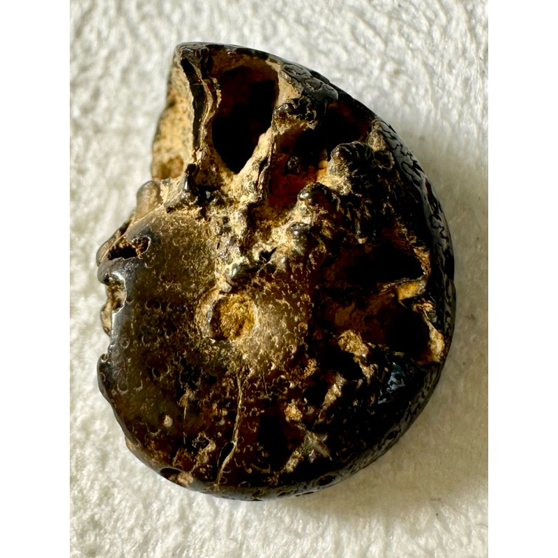 [菊石化石]褐鐵礦化菊石-L039-摩洛哥化石