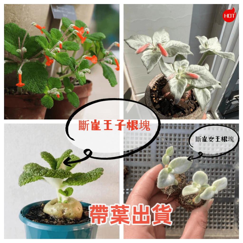 潮流植物  斷崖王子女王種根苗 多肉植物盆栽 斷崖女王塊根種根肉肉植物綠植花卉