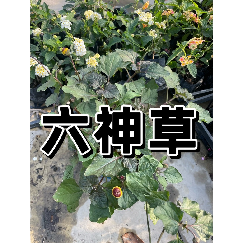 【花無缺❶號】香草 ⚇六神草⚉ 10-40公分  5吋盆
