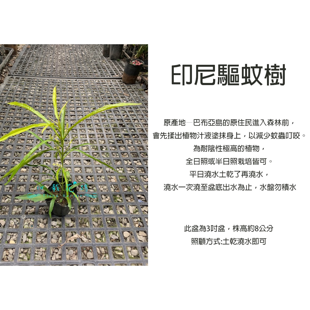 心栽花坊-印尼驅蚊樹/出完就沒了/新幾內亞防蚊樹/防蚊樹/驅蚊樹/香料香草植物/3吋/售價60特價50