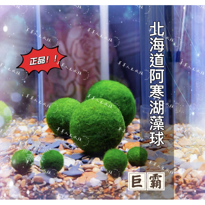 草草人生～稀有水草 日本阿寒湖 賣場獨有最低價 巨藻球 辦公室療癒小物 藻球  日本藻球 陰性水草 毯藻 綠藻球  水草