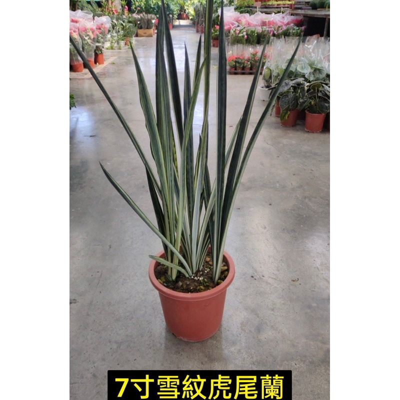 一葉植富 雪紋虎尾蘭7吋盆特價1200元