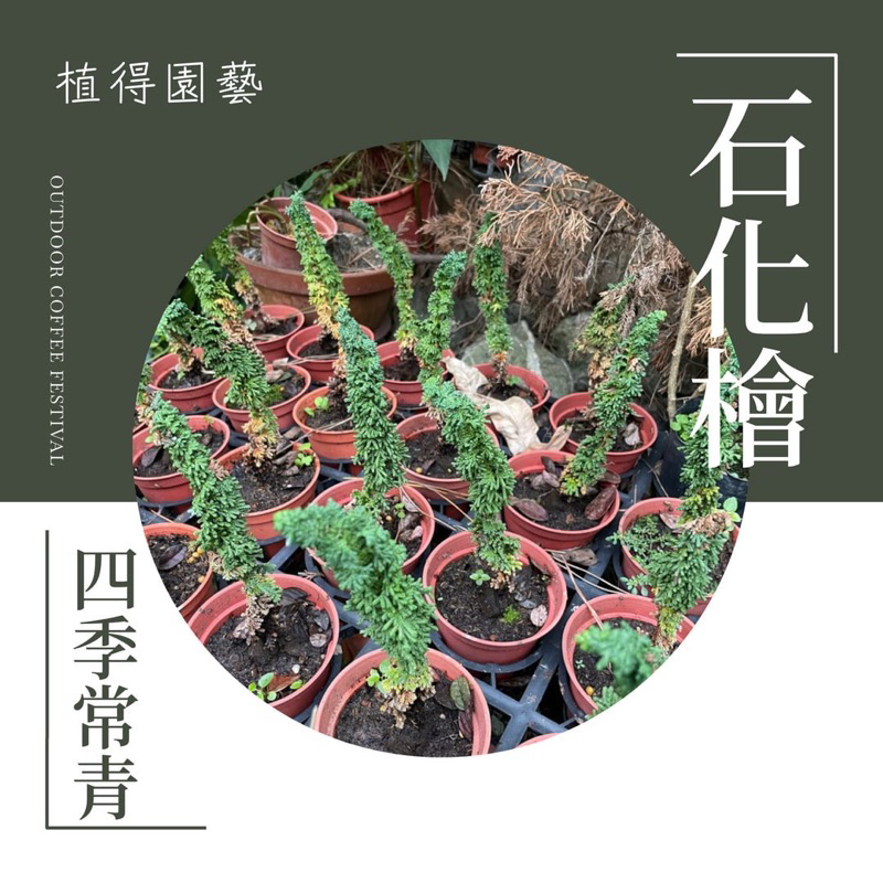 植得｜石化檜｜四季常青